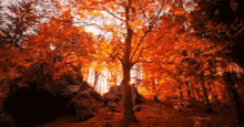 Autumn GIF
