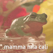 Mamma Mia Cali GIF - Mamma Mia Cali GIFs