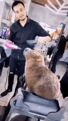capybara haircut barber hairdresser hairdressing