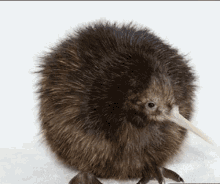 Kiwi Bird Silly GIF - Kiwi Bird Silly Goos3 GIFs