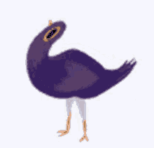 Bird Pigeon GIF