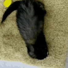 ferret ferret lancer cute crazy animal