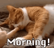 Cats Morning GIF - Cats Morning Good Morning GIFs