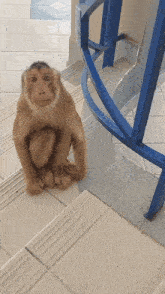 a brown monkey sits on a set of stairs