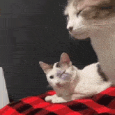 two cats are looking at each other on a plaid blanket . one of the cats has a black eye .