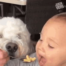 Feeding Time Baby Feeding GIF - Feeding Time Baby Feeding Dog Grabbing Food GIFs