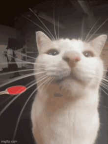 Milly The Cat GIF - Milly The Cat GIFs