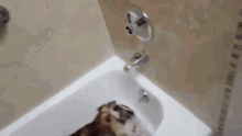 Test 2 GIF - Cute Dog Bath Time GIFs