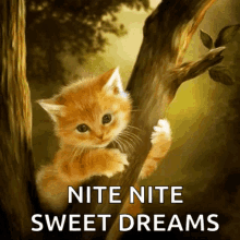 nite sweet dreams night night good night cats