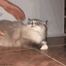 Cat Kidnapped GIF - Cat Kidnapped GIFs