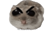 a close up of a hamster 's face with an angry expression on it 's face .
