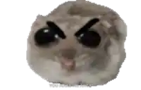 a close up of a hamster 's face with an angry expression on it 's face .