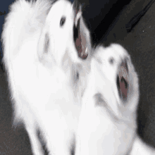 Dog Shake GIF - Dog Shake Anger GIFs