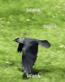Wank Bird GIF - Wank Bird GIFs