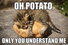 a kitten laying on top of a potato with the caption oh potato only you understand me .
