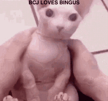 bcj bingus holy shit how