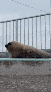 a seal is laying on a concrete ledge near a railing