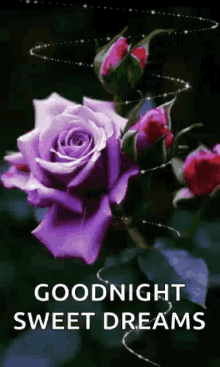 Good Night Sweet GIF - Good Night Sweet Dreams GIFs