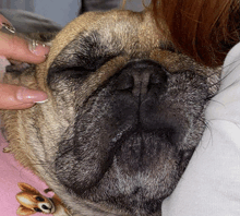 a close up of a dog 's face with a person 's hand on it
