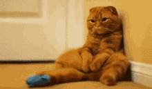 Sitting Cat GIF - Sitting Cat Bored GIFs