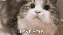 a close up of a cat 's face with the words `` love you '' written on it .