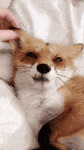 Foxy Foxie Teeth Mouth Snout Pat Crawl GIF - Foxy Foxie Teeth Mouth Snout Pat Crawl GIFs