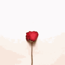 Heart Rose GIF - Heart Rose Petals GIFs