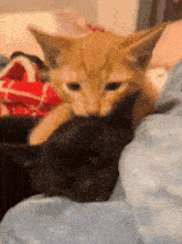 a kitten is licking another kitten on a bed