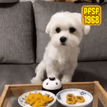 Bell Cute GIF - Bell Cute Dog GIFs