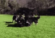 Dog Party!! GIF - Dog Dogs Play GIFs