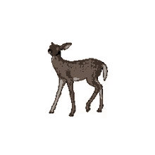 bambi deer jump animal veado