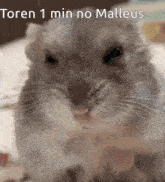 a close up of a hamster with the words toren 1 min no malleus below it