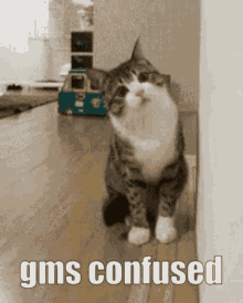 Gms Confused GIF - Gms Confused Gms Confused GIFs