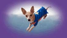 Dog Super Dog GIF - Dog Super Dog Chihuahua GIFs