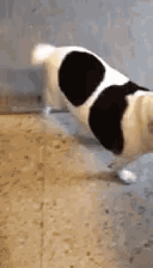 Excited Dogs GIF - Excited Dogs Fat Dog GIFs