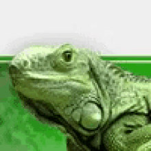 Lizard Iguana GIF - Lizard Iguana GIFs