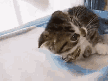 Gato Mala GIF - Cat Annoyed Stop GIFs