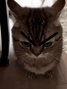 Angry Cat Gif by Honeydoe12 -- Fur Affinity [dot] net