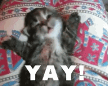 Yay GIF - Animals Cats Kitten GIFs
