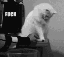Cat Fuck This GIF - Cat Fuck This Give Up GIFs