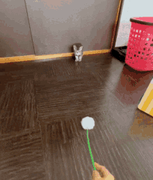 Cat Flower Funny Cat Delayed Reaction Daisy Gif GIF - Cat Flower Funny Cat Delayed Reaction Daisy Gif GIFs