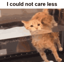 Cat Could Not Care Less GIF - Cat Could Not Care Less I Dont Care GIFs