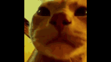 Cat Discord Fart Doodoo GIF - Cat Discord Fart Doodoo GIFs