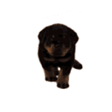 rottweiler pup puppy walking cute