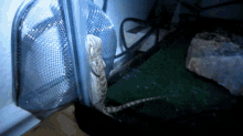 Why Does My Bearded Dragon Sleep Standing Up Against The Glass GIF - Why Does My Bearded Dragon Sleep Standing Up Against The Glass GIFs