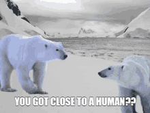 polar bearz polar bears you got close to a human daps dog and pony show