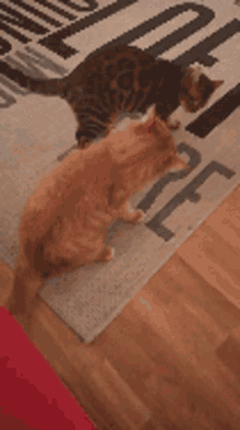 Cats Play GIF - Cats Play Fight GIFs