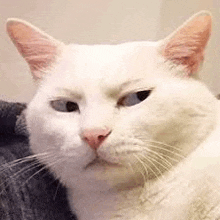 a white cat with a serious look on its face is laying on a blanket .