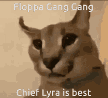 Mosscord Lyra GIF - Mosscord Lyra Chief GIFs