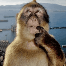 a close up of a monkey looking at the camera
